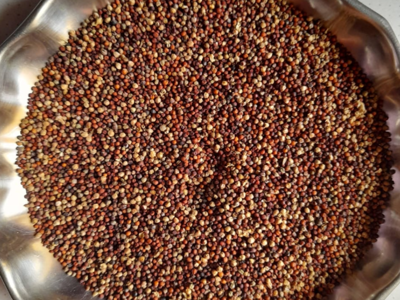 Finger Millets/ Ragi/ Mandua